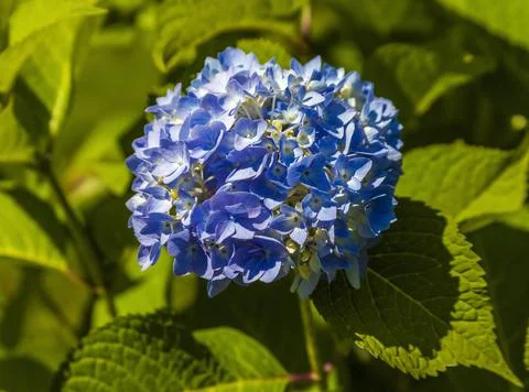 Inflorescence of large-leaved hydrangea with blue flowers close-up. Stock Photos