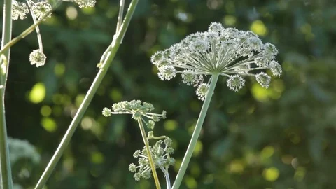 Inflorescence of a meadow grass with the insect flying around Stock Footage 78711080