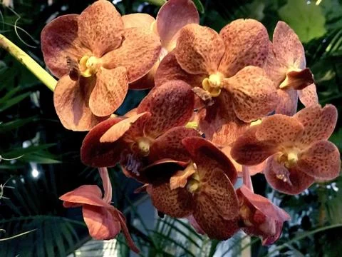 Inflorescence of orange orchids Foto stock