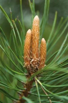 Inflorescence of pine Stock Photos