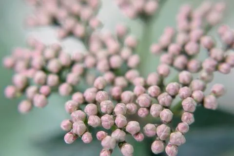 Inflorescence of pink buds on a green background. Macrophotography Stock Photos