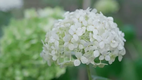Inflorescence of white hydrangea close-up. Slow motion. Stockbeeldmateriaal 137053025
