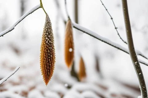 Inflorescence in the winter Stock Photos