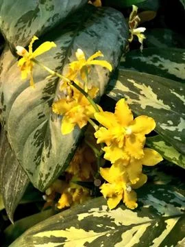 Inflorescence of yellow orchids, front view Stock Photos
