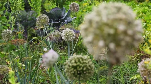 Inflorescences And Bee Video stock 8508116