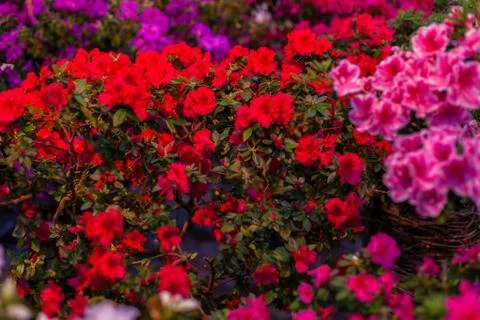Inflorescences of azaleas. Foto stock