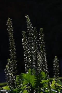 Inflorescences of bear's breeches. Stock Photos