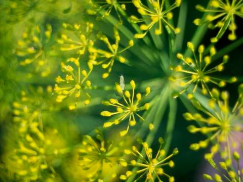 Inflorescences of dill Stock Photos