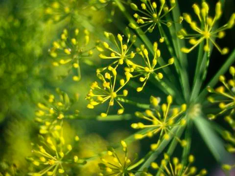 Inflorescences of dill Stock Photos