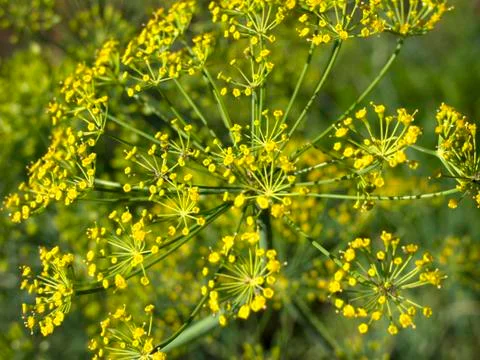 Inflorescences of dill Stock Photos
