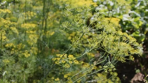 Inflorescences of dill swaying in the wind Stock Footage 114244159