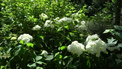 Inflorescences green hydrangea arborescens annabelle or treelike hydrangea Stock Footage 134463216
