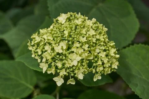 The inflorescences of hydrangea (lat. Hydrangea) are blooming. Stock Photos