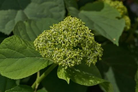 The inflorescences of hydrangea (lat. Hydrangea) are blooming. Stock Photos