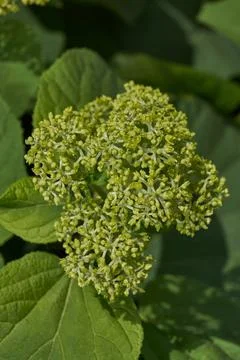 The inflorescences of hydrangea (lat. Hydrangea) are blooming. Stock Photos