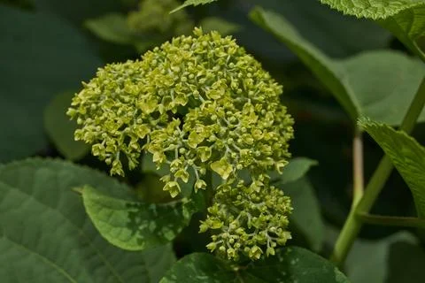 The inflorescences of hydrangea (lat. Hydrangea) are blooming. Stock Photos