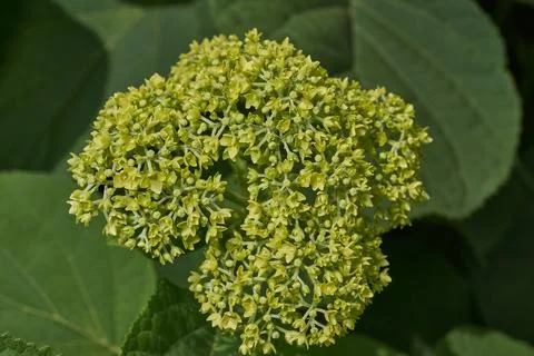 The inflorescences of hydrangea (lat. Hydrangea) are blooming. Stock-Fotos