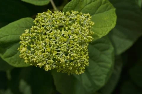 The inflorescences of hydrangea (lat. Hydrangea) are blooming. Stock Photos