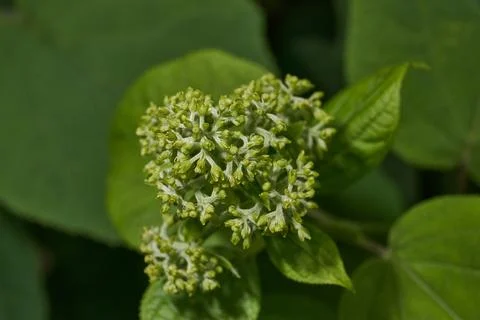 The inflorescences of hydrangea (lat. Hydrangea) are blooming. Stock Photos