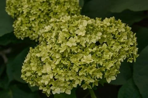 The inflorescences of hydrangea (lat. Hydrangea) are blooming. Stock Photos