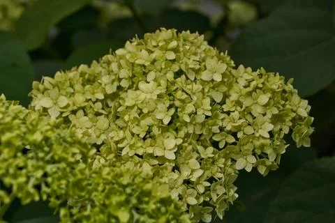 The inflorescences of hydrangea (lat. Hydrangea) are blooming. Stock Photos