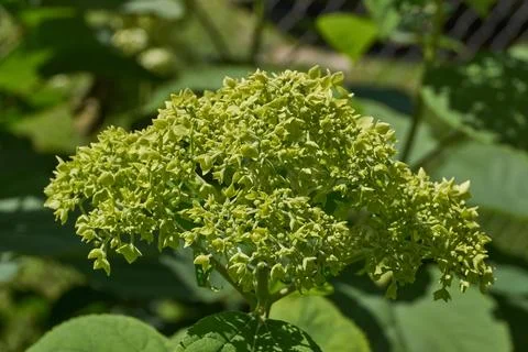 The inflorescences of hydrangea (lat. Hydrangea) are blooming. Stock Photos