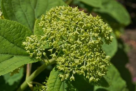 The inflorescences of hydrangea (lat. Hydrangea) are blooming. Stock Photos