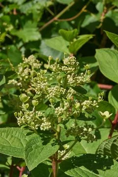 The inflorescences of hydrangea (lat. Hydrangea) are blooming. Stock Photos