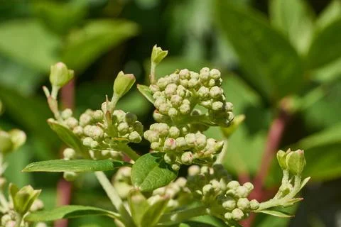 The inflorescences of hydrangea (lat. Hydrangea) are blooming. Stock Photos