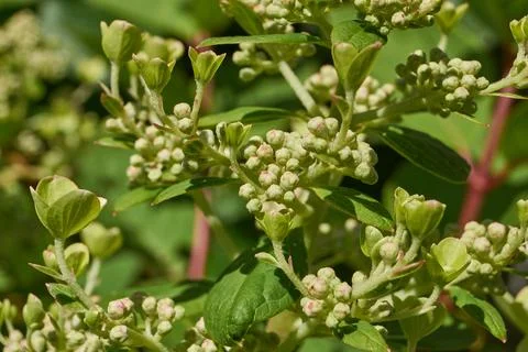 The inflorescences of hydrangea (lat. Hydrangea) are blooming. Stock Photos