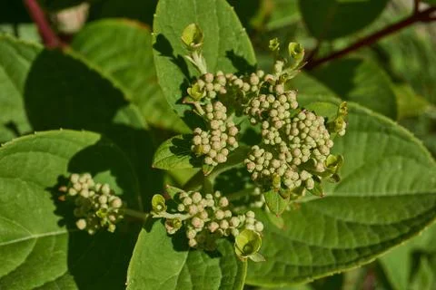 The inflorescences of hydrangea (lat. Hydrangea) are blooming. Stock Photos