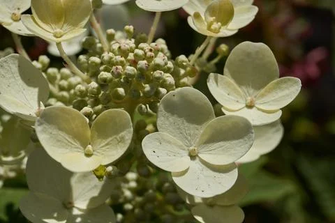 The inflorescences of hydrangea (lat. Hydrangea) are blooming. Stock Photos