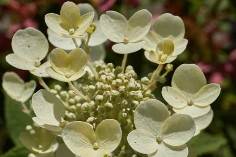 The inflorescences of hydrangea (lat. Hydrangea) are blooming. Stock Photos