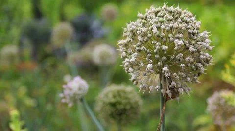 Inflorescences Of Onions Stock Footage 8508121