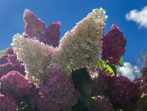 Inflorescences of the paniculate hydrangea are white and pink against  blue s Foto stock