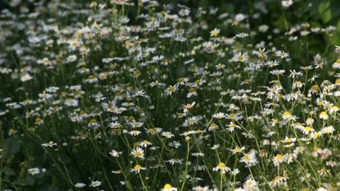 The inflorescences of the pharmacy chamomile Stock Footage 156813030