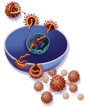  Influenza, drawing Flu virus replication. The flu virus penetrates a lymp... Stock Photos
