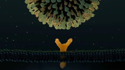 Influenza virus particle binding to a cell, animation Stock Footage 178509592