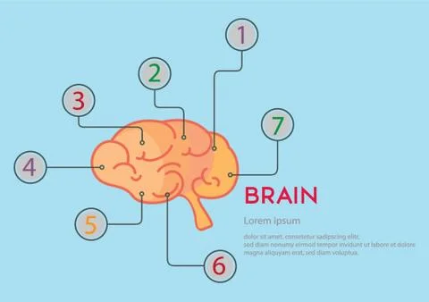Infographic Of Brain Illustrazione stock