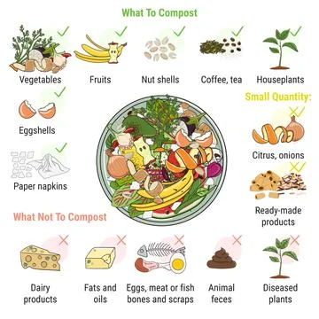 Infographic of composting bin with kitchen scraps. What to or not to compost. Stock Illustration