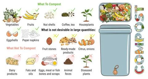 Infographic of composting bin with kitchen scraps. What to or not to compost. Stock Illustration