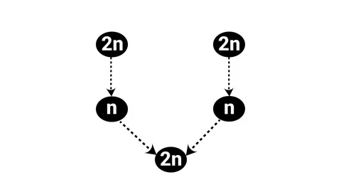 This infographic diagram features black circular nodes labeled 2n and n con.. 스톡 동영상 336922060