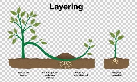 Infographic explaining simple layering method for plant propagation Illustrazione stock