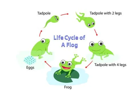 Infographic Life cycle of a frog in flat, vector Stock Illustration