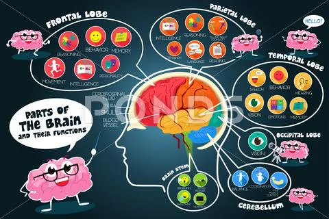 Infographic Parts and Functions of Brain Stock Illustrationen