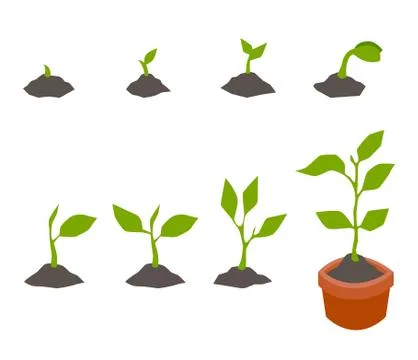 Infographic of planting tree. Stock Illustration