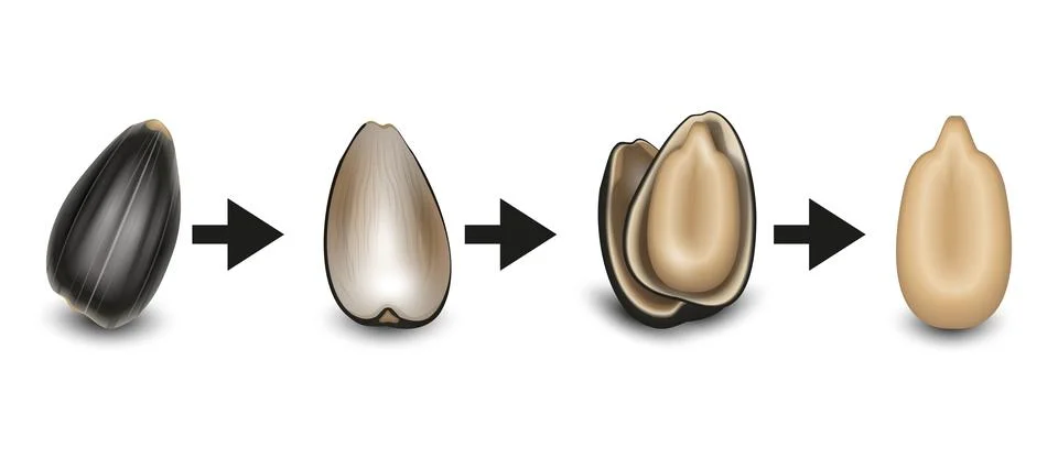 Infographic of Sunflower Seed from Shell to Kernel, Close Up, White Backgroun Stock Illustration