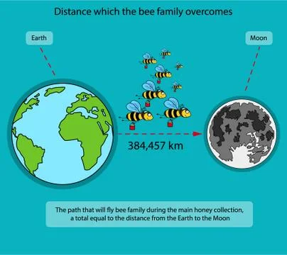 Infographics on bees Stock Illustration