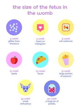 Infographics. the size of the flat inside the womb during pregnancy. Stock Illustration