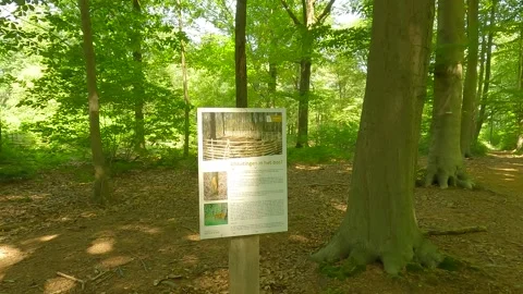 Information about nature in the forest. Stock Footage 244585792